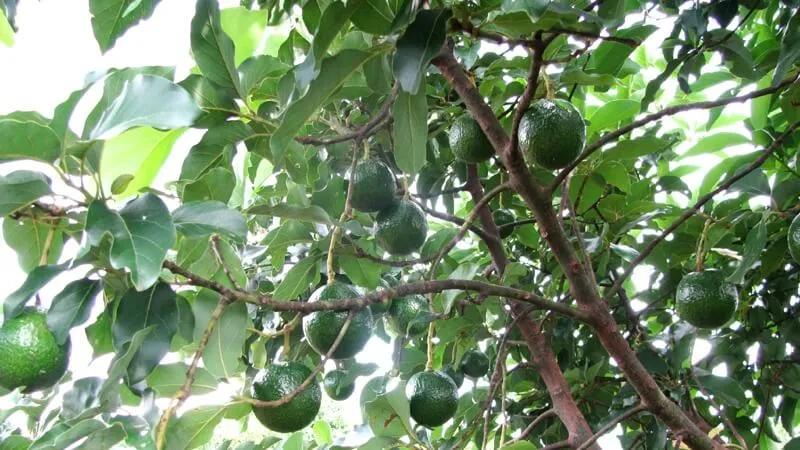 Bơ Booth là gì? Cách chọn và bảo quản bơ Booth sao cho luôn ngon nhất