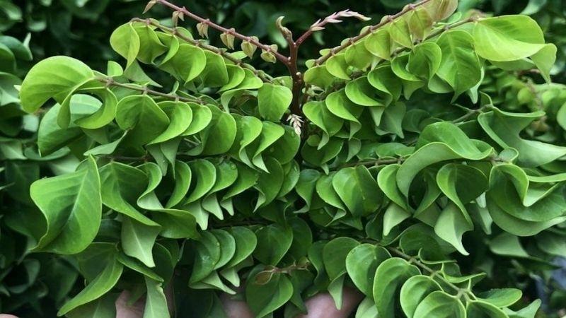 Khám phá bí quyết trị mụn thâm hiệu quả tại nhà với lá khế chua, một phương pháp tự nhiên đơn giản nhưng vô cùng hiệu quả.