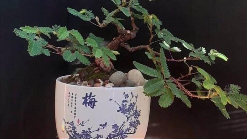Cây trinh nữ bonsai: Ý nghĩa, hình ảnh và cách trồng, chăm sóc chi tiết