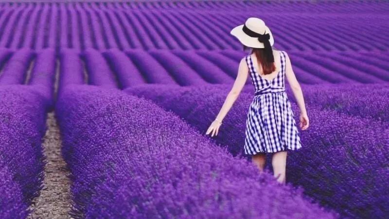 Khám phá sự tích, ý nghĩa, cách trồng, chăm sóc và những công dụng thú vị của hoa oải hương.