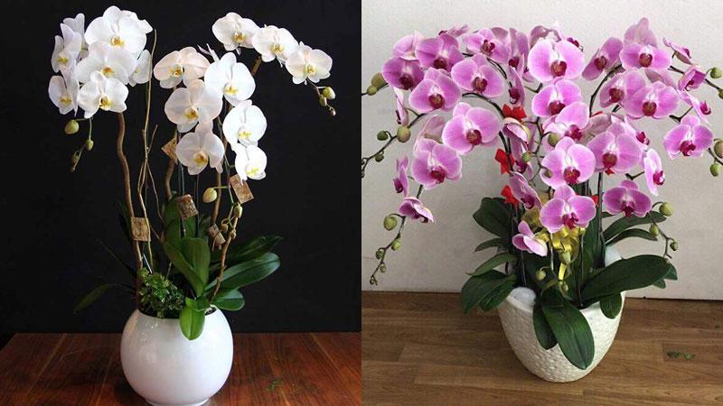Khám phá cách cắm hoa lan hồ điệp để tô điểm không gian phòng khách với vẻ đẹp sang trọng và thanh lịch.