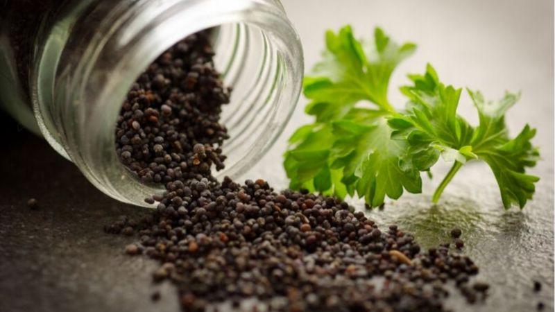 Những cách đuổi kiến gió hiệu quả và an toàn, giúp không gian sống của bạn luôn thoải mái.