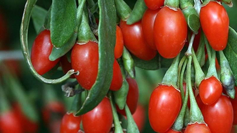 Kỷ tử là một loại thảo dược quen thuộc trong y học cổ truyền, nổi bật với những tác dụng tuyệt vời đối với sức khỏe. Hãy cùng khám phá 6 lợi ích vượt trội mà kỷ tử mang lại cho cơ thể chúng ta.