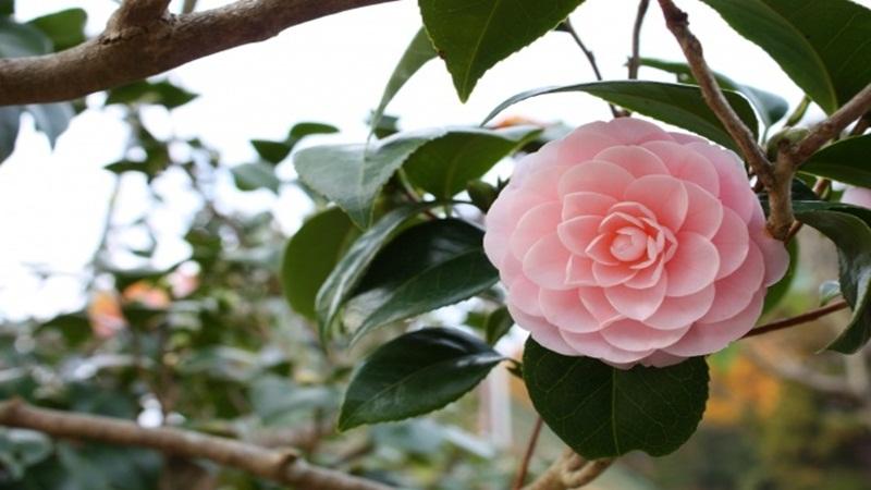 Hoa hồng trà: Vẻ đẹp, ý nghĩa và cách chăm sóc loài hoa tuyệt mỹ này