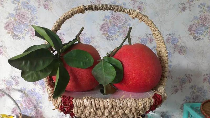 Bưởi đỏ đang gây ra một cơn sốt lớn trong mùa Tết năm nay, trở thành lựa chọn mới mẻ và hấp dẫn cho không gian Tết truyền thống.