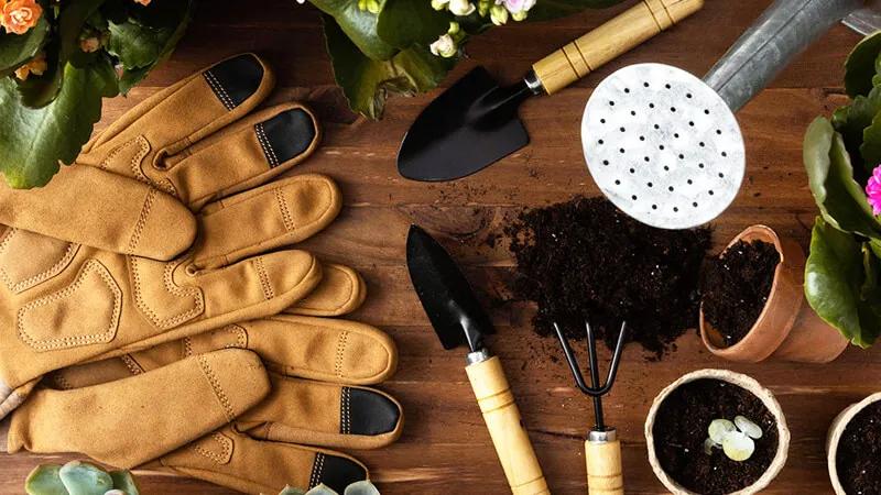 Chia sẻ bí quyết trồng rau trên sân thượng cho người mới, mang lại những luống rau tươi tốt, đầy sức sống.