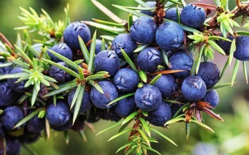 Quả bách xù là một loại quả tuyệt vời với nhiều công dụng tuyệt hảo cho sức khỏe mà không phải ai cũng biết đến.