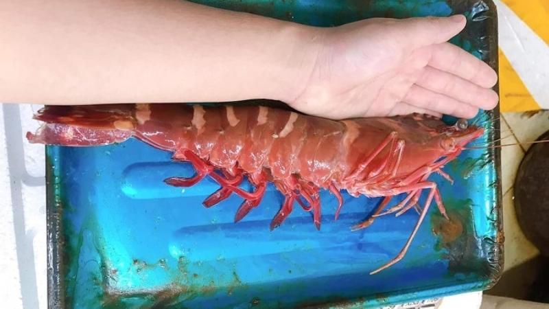 Tôm sú khổng lồ có giá lên đến 1,6 triệu đồng/kg, và mặc dù có tiền, chưa chắc bạn đã có thể sở hữu chúng.