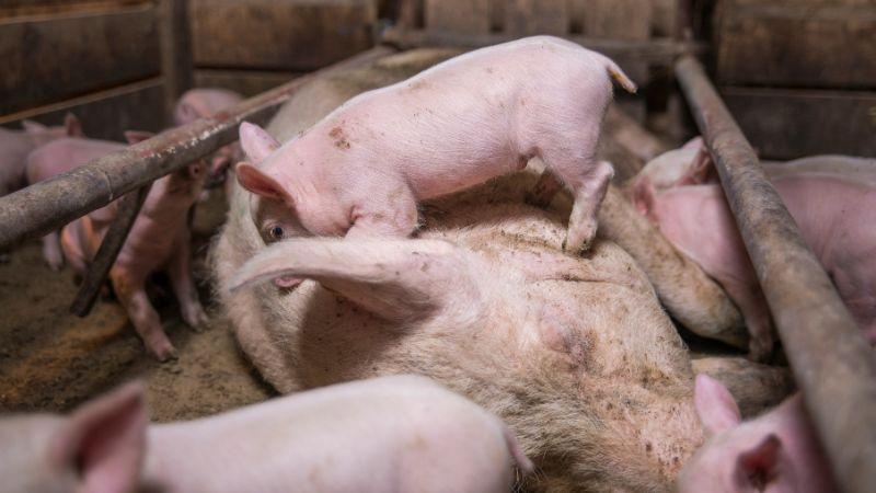 Giá heo hơi hôm nay 03/11: Tăng nhẹ 1.000 đồng/kg ở cả ba miền, cho thấy sự điều chỉnh nhịp nhàng trong thị trường.