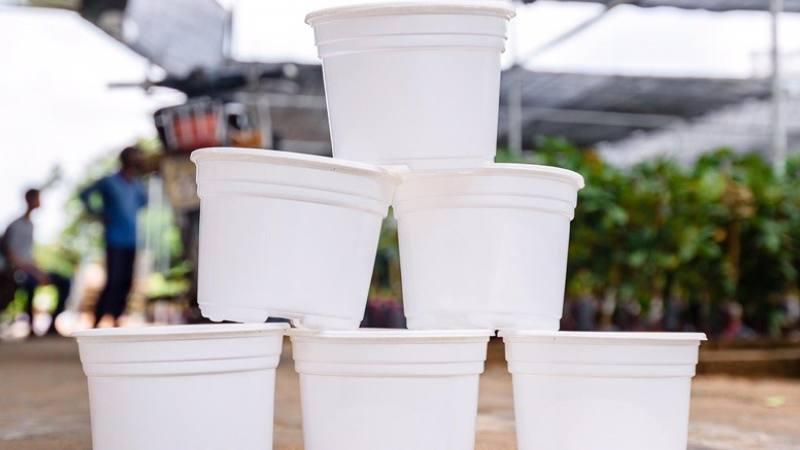 Chậu nhựa trồng cây: Những ưu điểm và nhược điểm cần lưu ý