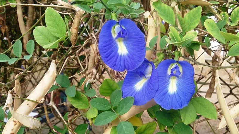 Hai bộ phận của cây đậu biếc chứa độc tố, cần lưu ý khi sử dụng