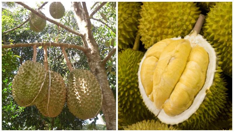 Sầu riêng Dona là một giống sầu riêng đặc trưng, mang đến hương vị thơm ngon đặc biệt. Để chọn được một quả sầu riêng Dona ngon, bạn cần chú ý vào vẻ ngoài của nó, với lớp vỏ xanh sáng, bóng bẩy và các rãnh múi rõ rệt. Đây là dấu hiệu của một quả sầu riêng chín, có cơm dày, vàng óng và hạt lép hoặc nhỏ, khô ráo.