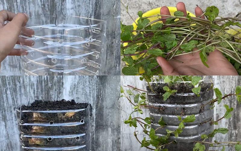 Hướng dẫn trồng cây bạc hà trong chai nhựa, không chỉ giúp đuổi muỗi mà còn mang lại gia vị tươi ngon cho bữa ăn, dễ dàng thực hiện tại nhà