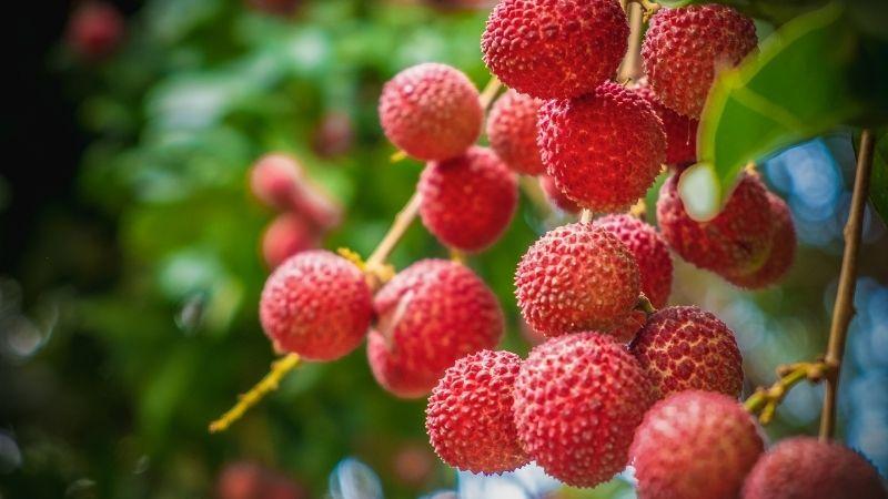 Vải thiều: Lợi ích đối với sức khoẻ, phân loại và cách chế biến sáng tạo