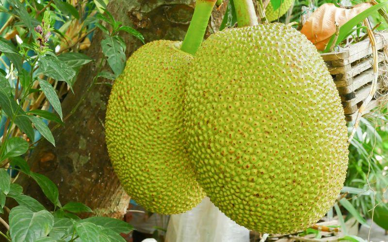 Giá mít Thái hôm nay, 12/4/2024, có sự điều chỉnh nhẹ, tạo nên một biến động nhỏ đáng chú ý trên thị trường trái cây.
