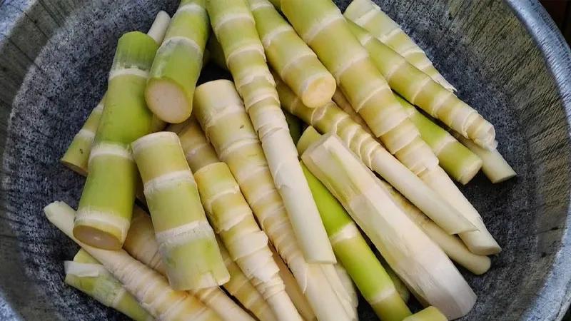 Khám phá những loại măng phổ biến hiện nay, mang lại sự phong phú và đa dạng cho bữa ăn gia đình.