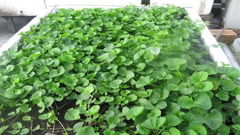 Hướng dẫn trồng rau má trong chậu tươi xanh đơn giản tại nhà