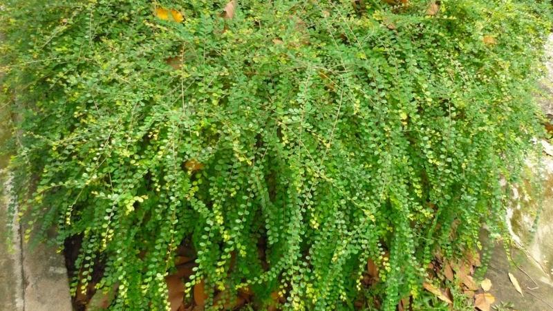 Cây sơn liễu: Đặc điểm, công dụng và cách trồng đơn giản
