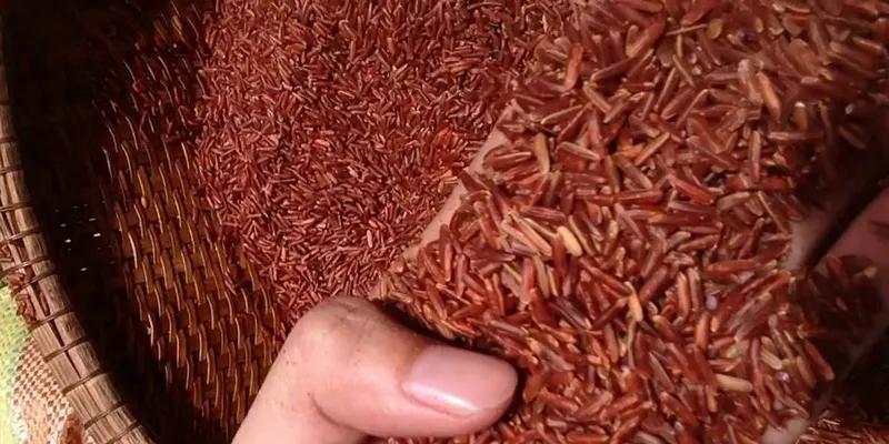 Gạo huyết rồng là gì và giá trị dinh dưỡng của nó ra sao?