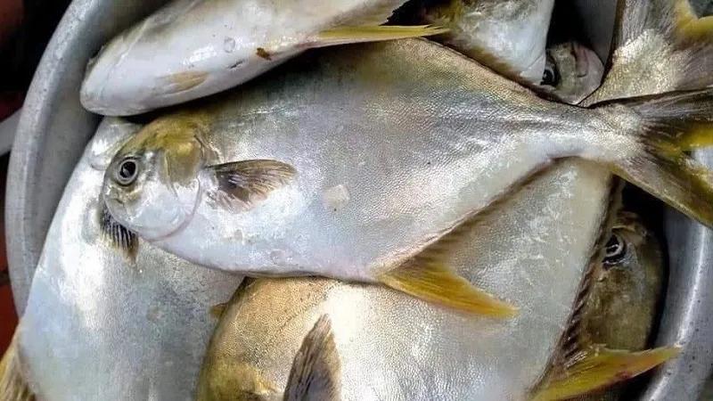 Cách nhận biết cá chim tươi ngon, không chứa hóa chất