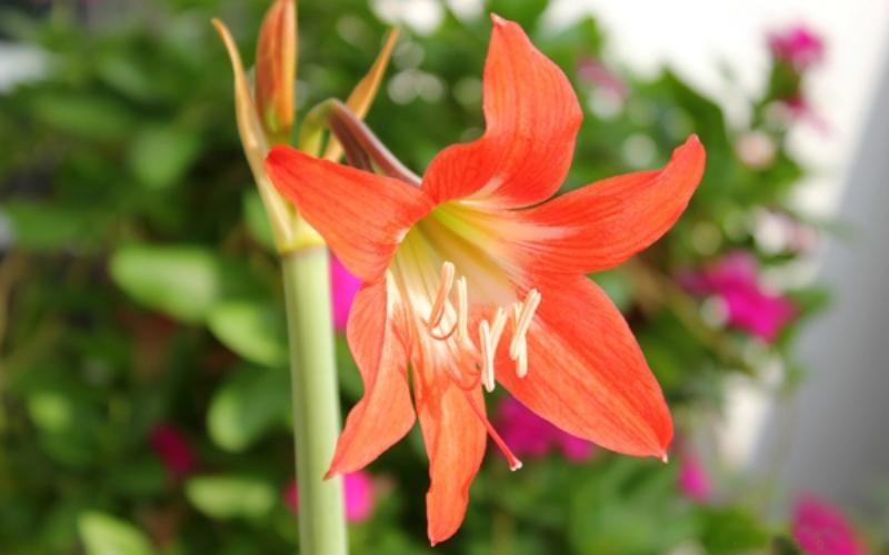 7 loại cây cảnh không nên đặt trong nhà, đặc biệt là nơi có trẻ nhỏ, vì có thể gây ra những rủi ro không đáng có.