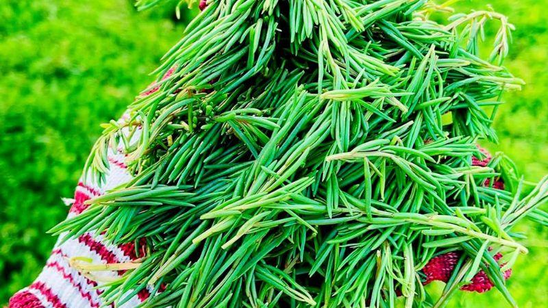 Loại rau được xem như là lộc trời, đột ngột trở thành đặc sản đắt giá