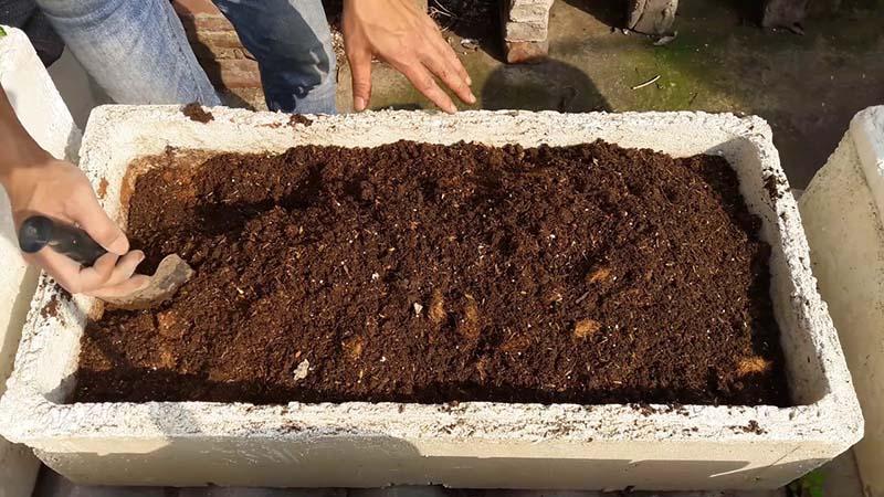 Khám phá cách trồng cà chua bạch tuộc trên sân thượng, mang lại mùa quả bền bỉ suốt năm