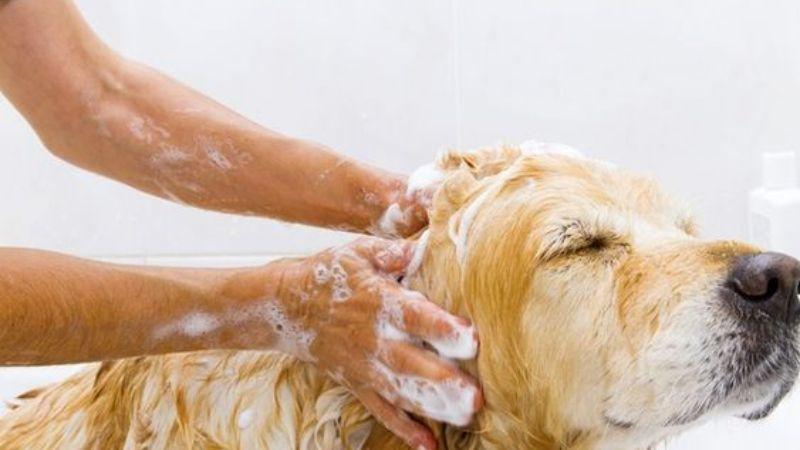 Hướng dẫn chi tiết cách tắm cho chó, giữ lông sạch sẽ và thơm tho lâu dài