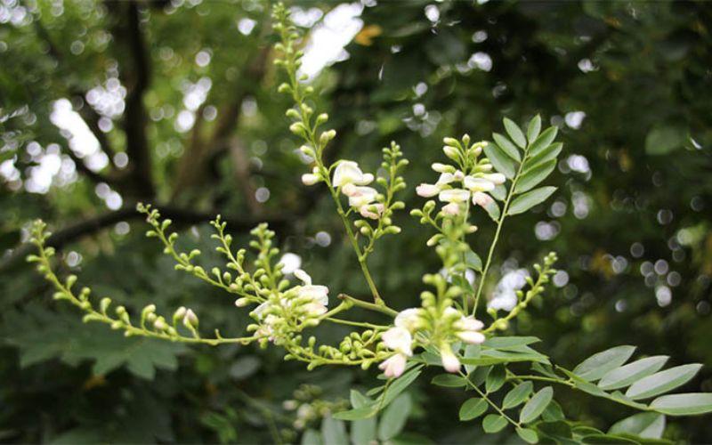 Hoa hòe có thể chữa trị những căn bệnh gì? Cùng khám phá công dụng và cách sử dụng hoa hòe hiệu quả trong bài viết này.