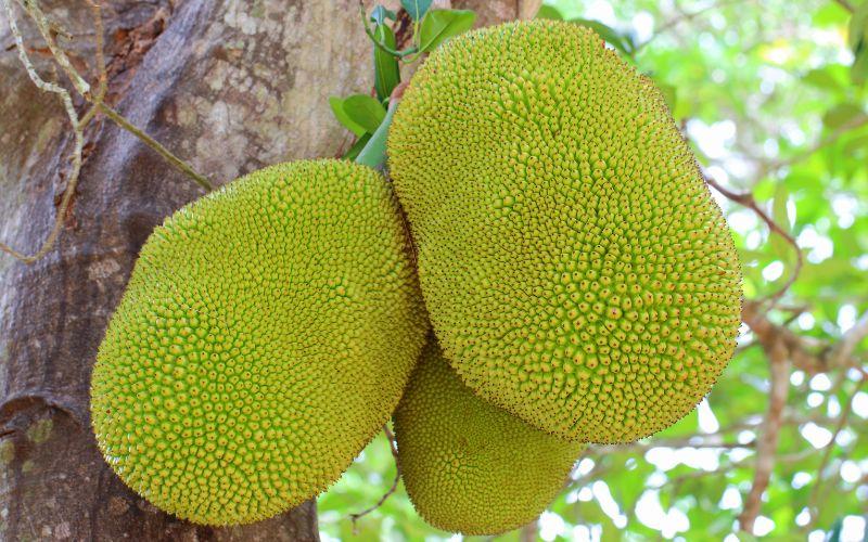 Giá mít Thái hôm nay 06/03/2024: Điều chỉnh nhẹ nhưng ổn định