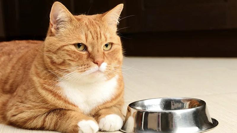 Làm gì khi mèo bỏ ăn và nằm mệt mỏi?