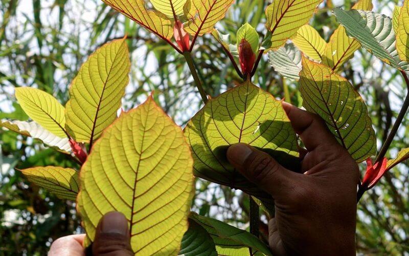 Trà Kratom là một loại thức uống độc đáo đang thu hút sự chú ý của nhiều người. Bạn có biết trà Kratom là gì và liệu nó có thể mang lại lợi ích hay tác hại cho sức khỏe của bạn?