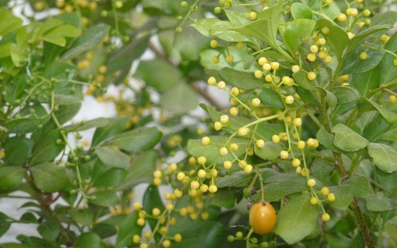 Cây ngâu: Vẻ đẹp thanh thoát, ý nghĩa phong thủy sâu sắc, cùng với những bí quyết trồng và chăm sóc để cây ngâu luôn tươi tốt ngay tại nhà bạn.
