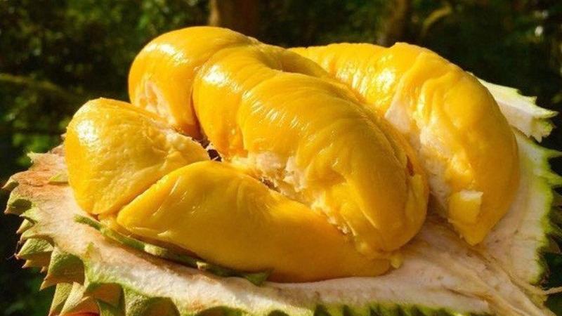 Sầu riêng Ri 6 loại 1 với cơm vàng, hạt lép, đặc biệt chỉ có tại Tripi, mang đến hương vị tuyệt vời mà bạn không thể bỏ qua.