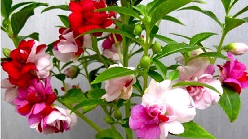 Khám phá vẻ đẹp và ý nghĩa sâu sắc của hoa móng tay: Tìm hiểu chi tiết cách trồng và chăm sóc để hoa luôn tươi đẹp.