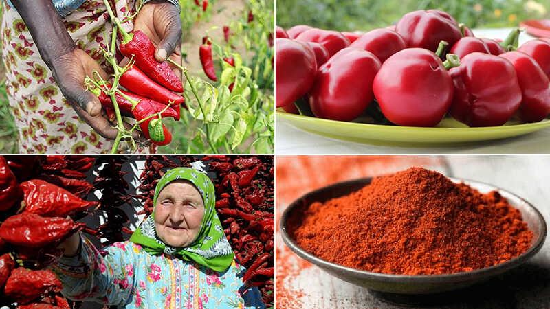 Paprika là gì? 5 công dụng đặc biệt của gia vị nổi bật trong ẩm thực Hungary