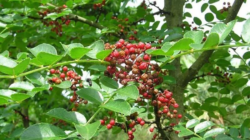 Giá tiêu ngày 8/11/2021 ổn định trong khoảng từ 85.000 đến 87.000 đồng mỗi kilogram.
