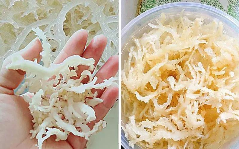 Rau đá biển, một đặc sản quý giá của đảo Phú Quý, được ví như 'lộc trời ban' và có giá trị cao, thu hút sự chú ý của nhiều người yêu thích đặc sản vùng biển.