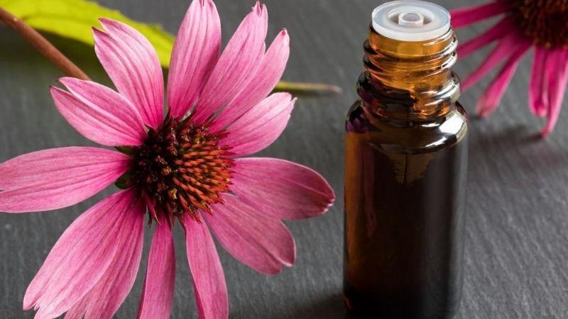 Chiết xuất từ hoa cúc tím (Echinacea) là một thành phần quý giá trong làm đẹp, mang lại nhiều lợi ích cho làn da. Vậy chiết xuất hoa cúc tím thực chất là gì? Và nó có những công dụng tuyệt vời nào đối với làn da?