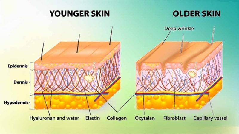 Elastin là gì và vai trò quan trọng của elastin đối với làn da?