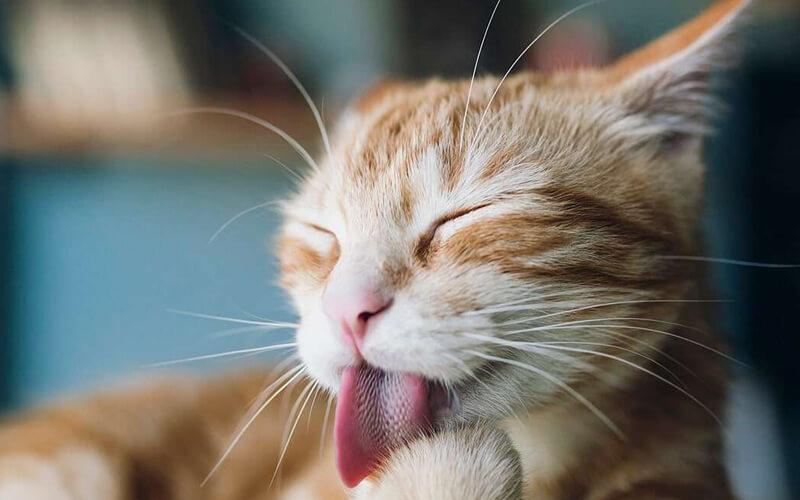 Tại sao lưỡi mèo lại có gai? Khám phá những tác dụng thú vị của lưỡi mèo trong bài viết này!