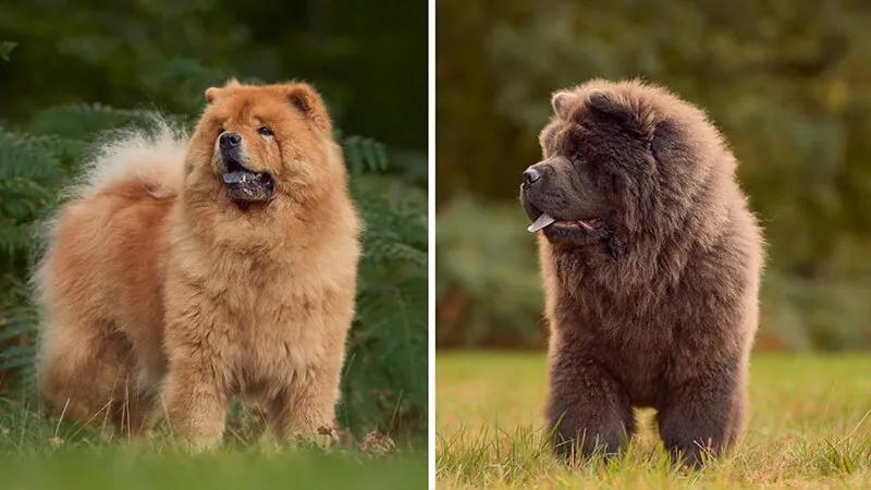 Khám phá giống chó Chow Chow: Đặc điểm, giá trị và cách nuôi dưỡng hoàn hảo