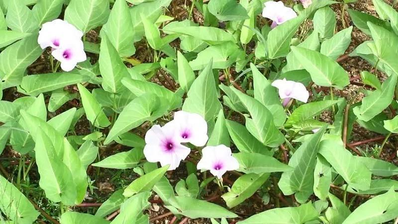 Rau muống có bao nhiêu calo và việc ăn nhiều rau muống có thực sự mang lại lợi ích cho sức khỏe không?