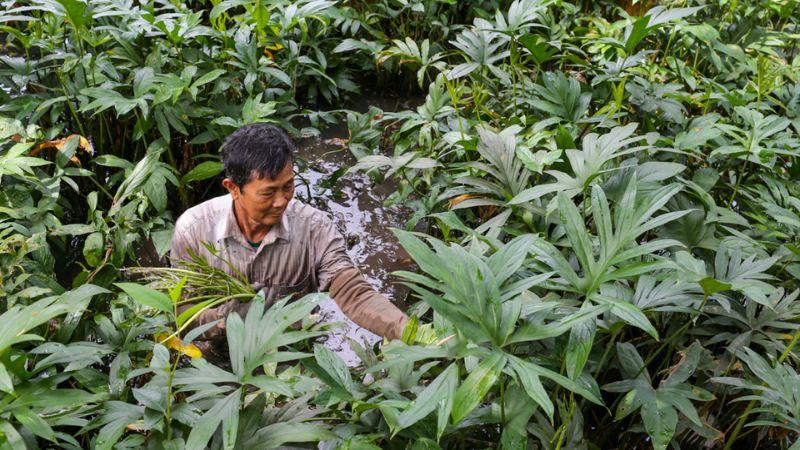 Rau mọc hoang, với hương vị độc đáo, đã trở thành đặc sản được yêu thích của vùng Đông Nam Bộ, khiến ai ai cũng phải trầm trồ.