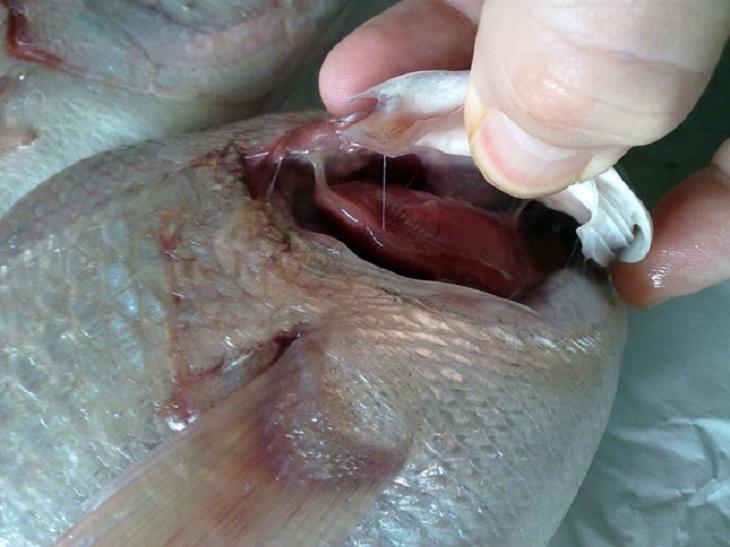 Cách nhận diện cá biển tươi tự nhiên và cá biển tẩm hóa chất