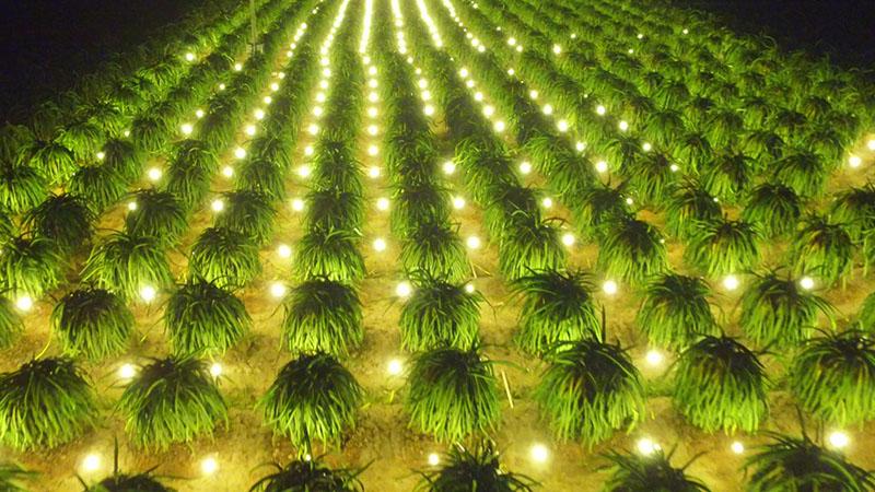 Những lưu ý quan trọng để thưởng thức thanh long đúng cách mà không gây hại cho sức khỏe là điều bạn cần biết. Dù thanh long rất bổ dưỡng, việc ăn sai cách có thể mang lại những tác dụng phụ không mong muốn. Hãy cùng khám phá những bí quyết để tận dụng tối đa giá trị dinh dưỡng từ thanh long mà không lo tác hại.