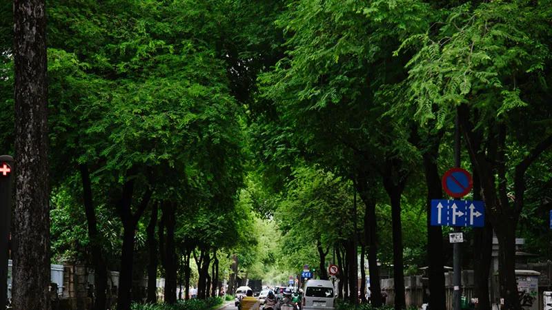 Trồng cây me trước nhà có thực sự tốt không? Liệu nó có mang lại may mắn và tài lộc cho gia đình bạn không?