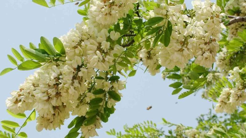 Cây hòe phong thủy không chỉ mang đến sự thanh tịnh cho không gian mà còn giúp thu hút tài lộc và may mắn cho gia chủ. Chăm sóc cây hòe đúng cách sẽ tăng cường vượng khí, giúp gia đình luôn gặp nhiều thuận lợi.