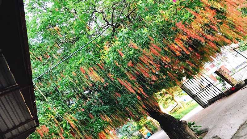 Hoa lộc vừng không chỉ mang lại vẻ đẹp tự nhiên cho không gian mà còn là biểu tượng phong thủy mạnh mẽ, giúp thu hút tài lộc và may mắn cho gia chủ. Khám phá cách trồng và chăm sóc cây để đạt được những lợi ích tối ưu nhất từ loài cây này.