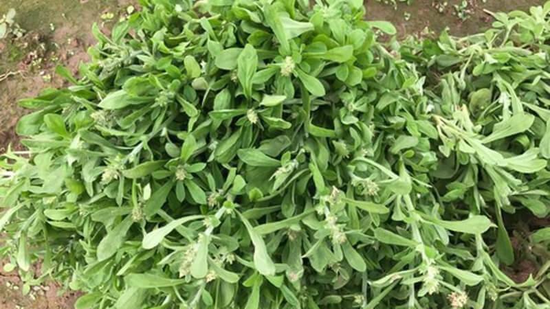 Bánh khúc – đặc sản miền Bắc, nổi bật với hương vị đặc trưng. Vậy bánh khúc có nguồn gốc từ đâu và những đặc điểm thú vị nào làm nên sự độc đáo của món ăn này?